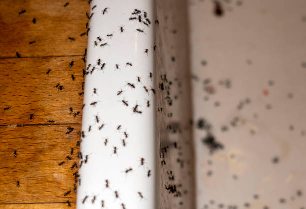 Best Pest Control Near Me  in Port Chester, NY